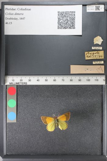 Media type: image;   Entomology 119603
